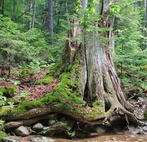 Decaying eastern white pine tree stump along the Pine Brook drainage in Lincoln, New Hampshire USA. This area was logged during the East Branch & Lincoln era, which was an logging railroad in operation from 1893 - 1948