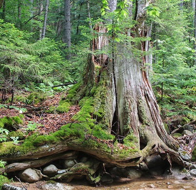 Tu B’Shevat Thoughts